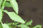 Licorice weed